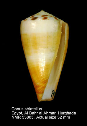 Conus striatellus.jpg - Conus striatellusLink,1807
